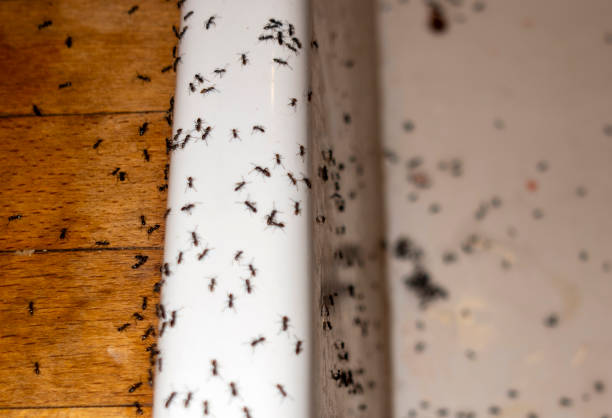 Best Residential Pest Control  in Oskaloosa, KS