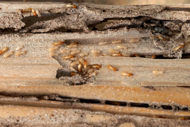 Bird Control in Oskaloosa, KS